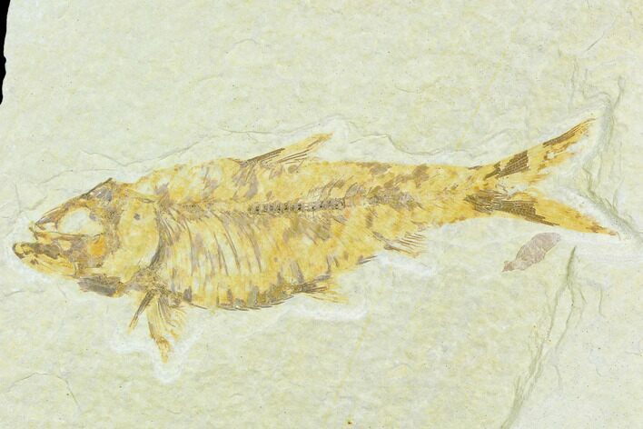 Bargain, Fossil Fish (Knightia) - Wyoming #126202